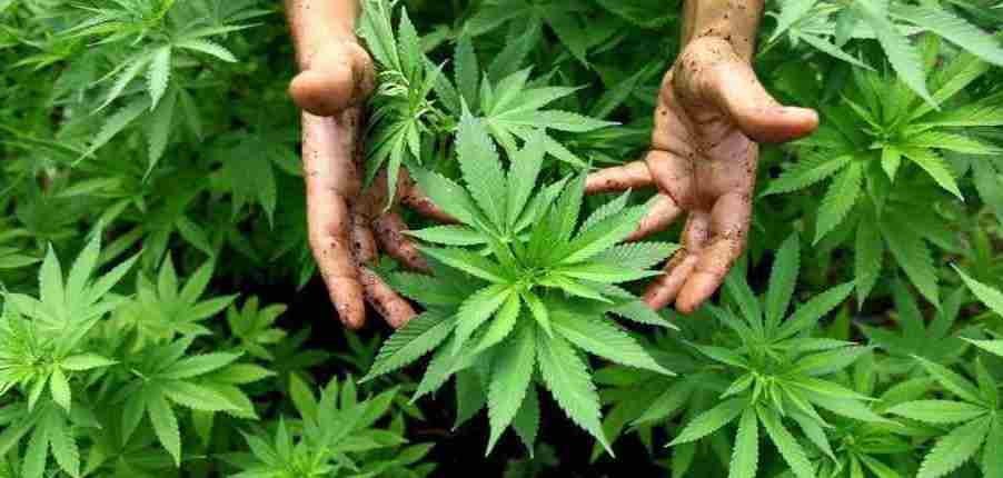 TOP 13 Best Cannabis Business Social Networks In 2021 . 7 Cannabis business social network