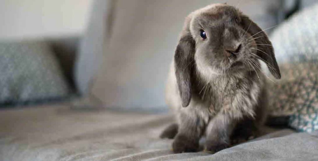 Four Common Misconceptions about Rabbits and Rabbit Ownership 14 Rabbits