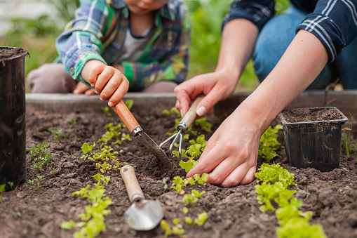 5 Helpful Tips When Vegetable Gardening for Beginners 10 Vegetable Gardening