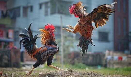 360 F 448817895 3wycHAvikcYMlo5okXhujT0cZL53ExMW 1 11zon 1 360 F 448817895 3wycHAvikcYMlo5okXhujT0cZL53ExMW 1 11zon 1