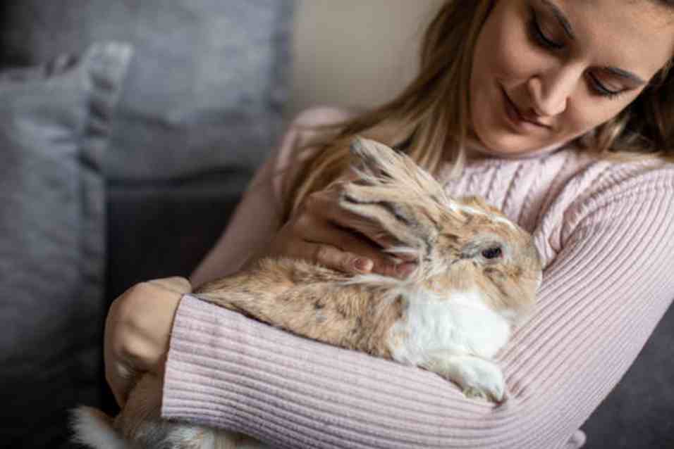 d60a9280 28f3 422b aa64 58b4bd8ad0fa 11zon 1 pet Rabbit