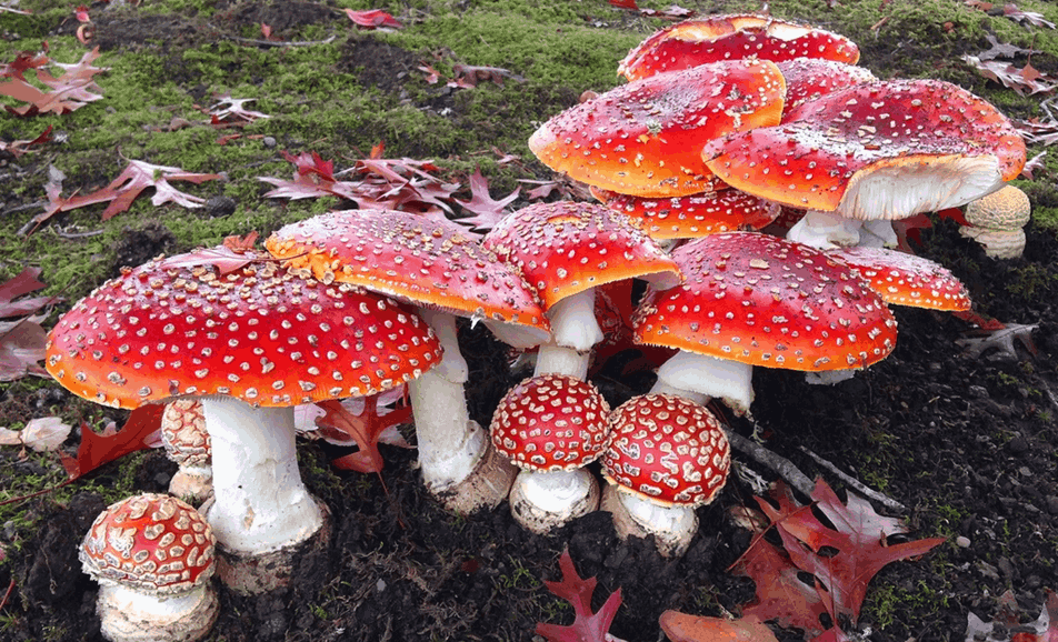 11zon cropped 29 11zon 11zon cropped 29 11zon