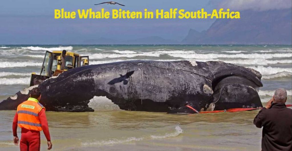 Screenshot 2023 02 23T122512.659 11zon Blue Whale Bitten in Half