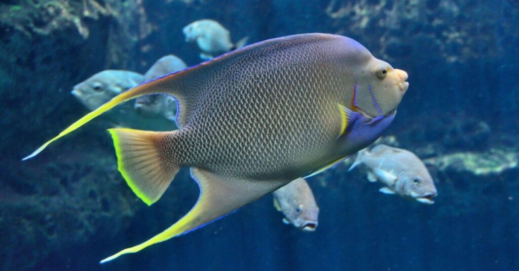 Marine Angelfish