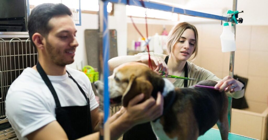 Pet Grooming Pet Grooming